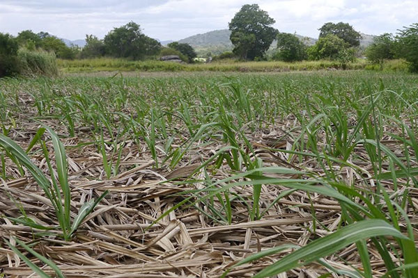 They worked hard to supply sugar to the country by cultivating sugarcane, their lives were not sweet…