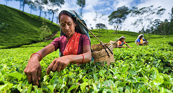 Writ petition against increasing the daily wage of plantation workers to Rs.1000