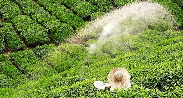 Tea industry in crisis due to ban on chemical fertilizers!