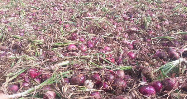 Big onion seed scam makes farmers helpless!