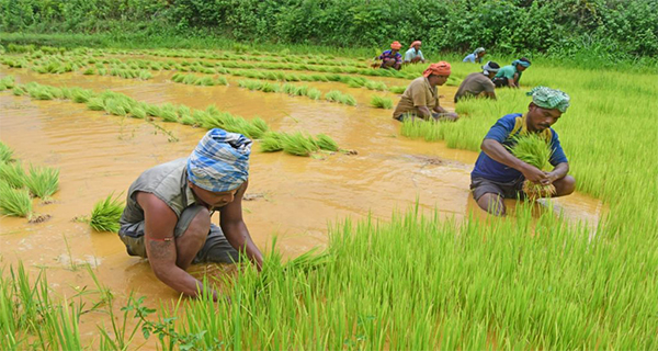 Farmers have little knowledge about organic farming – latest survey reveals