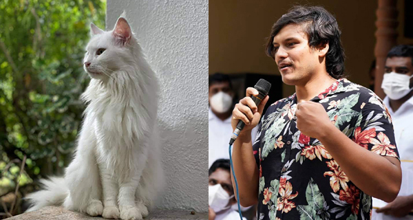 Please find Chichi’s missing cat! – K. Sanjeewa