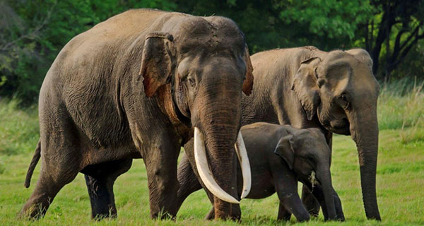 ලංකාවේ වන ගහනය අඩු වීමේ අවදානමක,… කඩිමුඩියේ හොර චක්‍රලේඛ