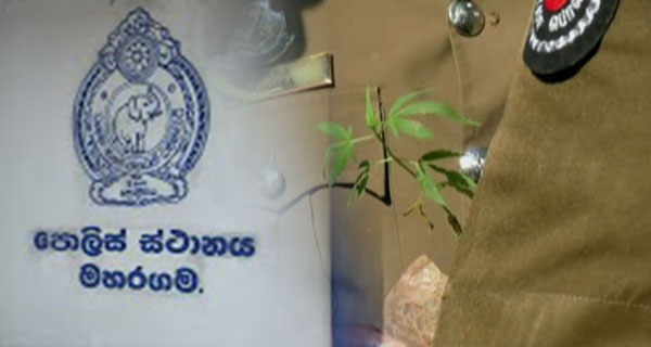 වැටලුවේ ගංජා වලට, නඩු දාන්නේ කුඩු වලට මහරගම උප පොලිස් පරික්ෂකවරයෙක්ගේ වැඩක්.