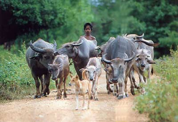 ජන ජීවිතයේ අතීතය – බැසිල් ප්‍රනාන්දු