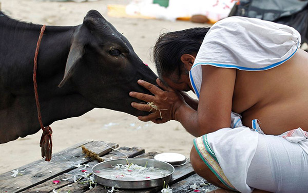 ගවයන්ගෙන් නිදහස් වෙමු – අනුරුද්ධ ප්රදීප්