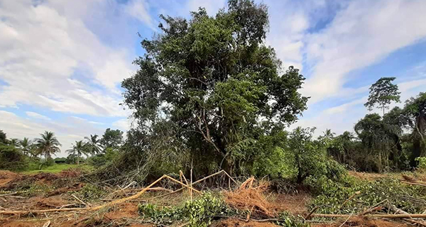 වනජීවීය හා වනසංරක්ෂණය “කෲඩියා සිලනිකා”  සොයා රට පීරයි!