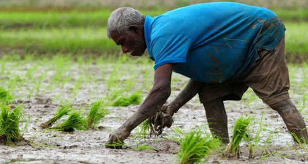 Directing the farmer to use organic fertilizer president gotabaya rajapaksa 