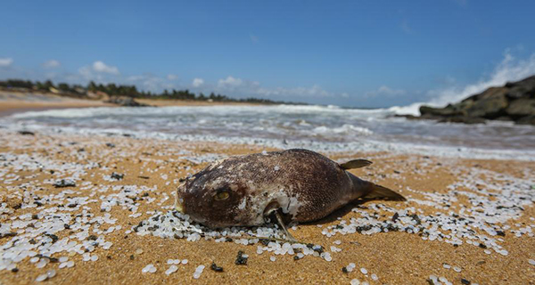 Sea creatures x press pearl fire environmental issues in sri lanka