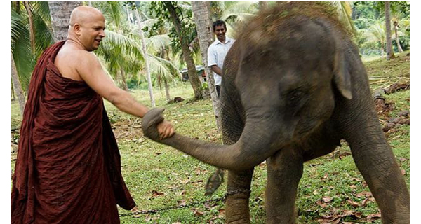 elephant trafficking in sri lanka Government