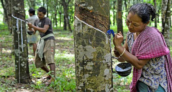 කෘෂි රසායනික නොමැතිව රබර් නිෂ්පාදනය  අර්බුදයක!
