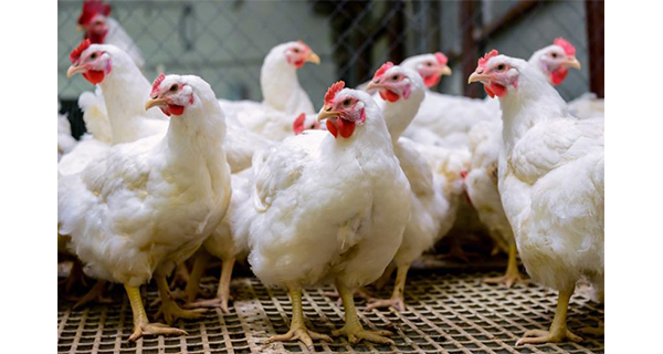 Animal feed imports and poultry farms collapse