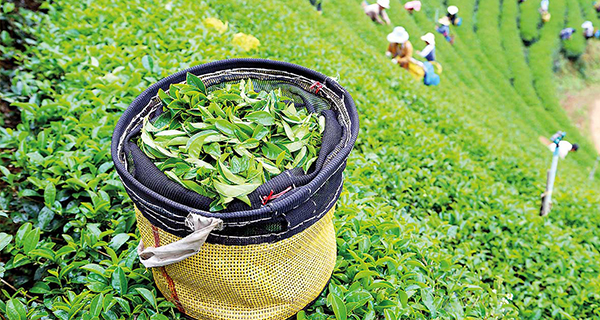 Tea factories have been shut down due to diesel shortages