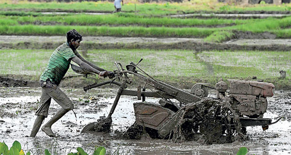 මේ යල කන්නයෙන් අපි යළි නැගිටිමු!..