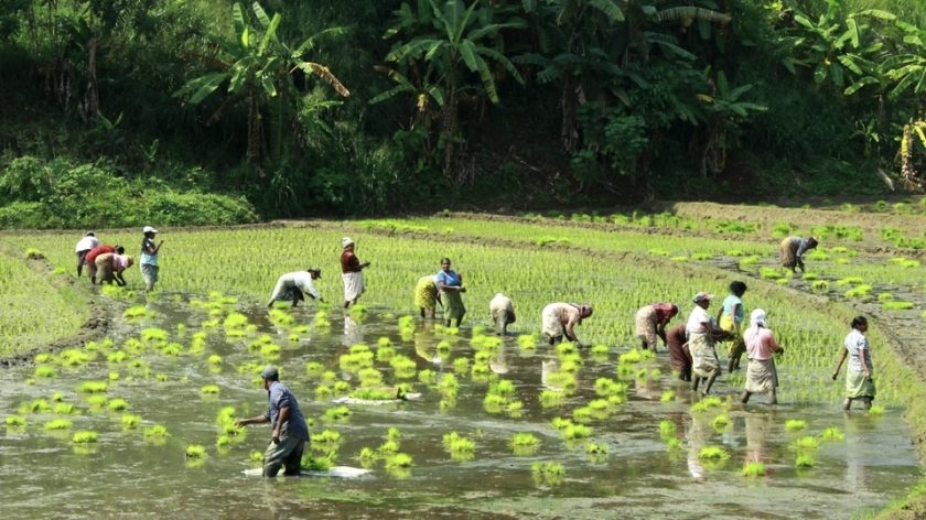 ‘යල’ අස්වනු 50% කින් අඩු වී සාගතය එනවා!