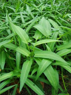 Food crisis in Sri Lanka Indigenous food pattern