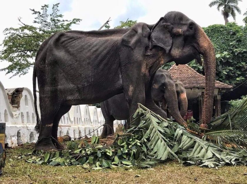 පෝලිමේ ඉඳල ගහගන්න ඩීසල්වලින් අපි කරන සමහර දේ