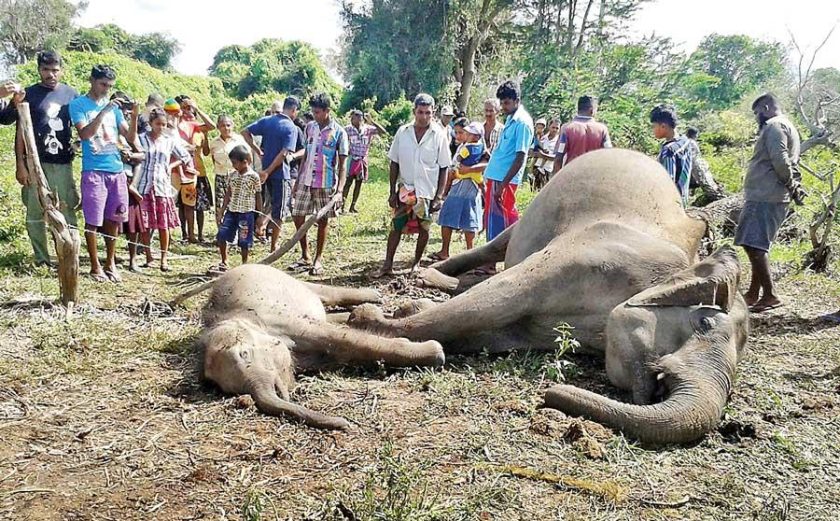 ජාතික භෞතික සැලැසුමෙන් හා ණය කොන්දේසි මත වර්ධනය කළ අලි – මිනිස් ගැටුම