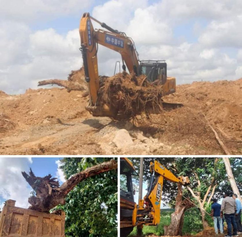 වල දැමූ පඬු කරඳ ගස ගොඩ ගනී!