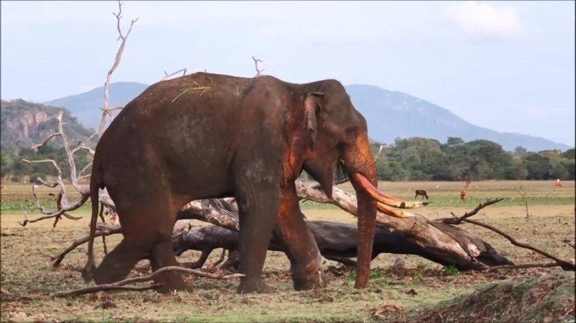 agbo elephant sri lanka