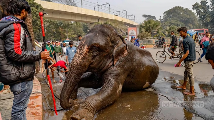 වනඅලි ඇතුන් හීලෑ කරමින් ඔවුන්ව වහල්භාවයේ තබා ගැනීම තහනම් කරමින් මහාධිකරණ නියෝගයක්