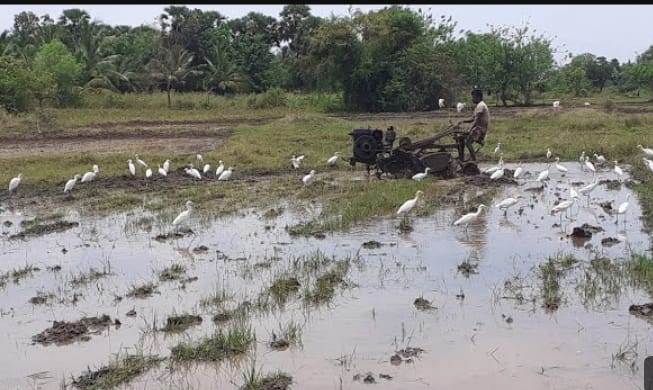 රජය පුරුදු වෙලා තියෙන්නේ අශ්වයා ගියාට පස්සෙ ඉස්තාලෙ වහන්න – කන්තලේ ගොවීන් කියයි.