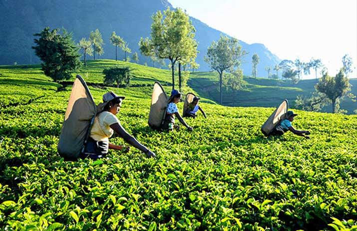 රාජ්ය වතු සේවකයන්ගේ නොගෙවූ EPF සහ ETF ගෙවීමට තීරණයක්