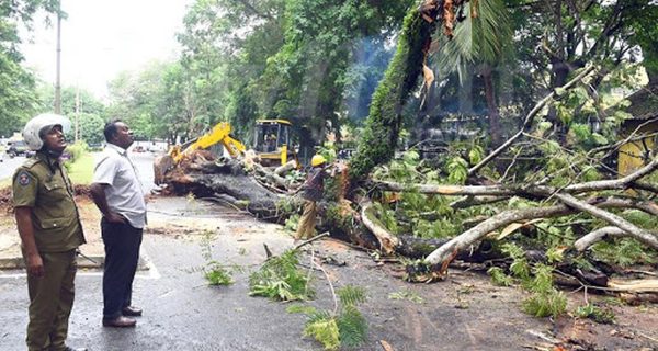 trees falling
