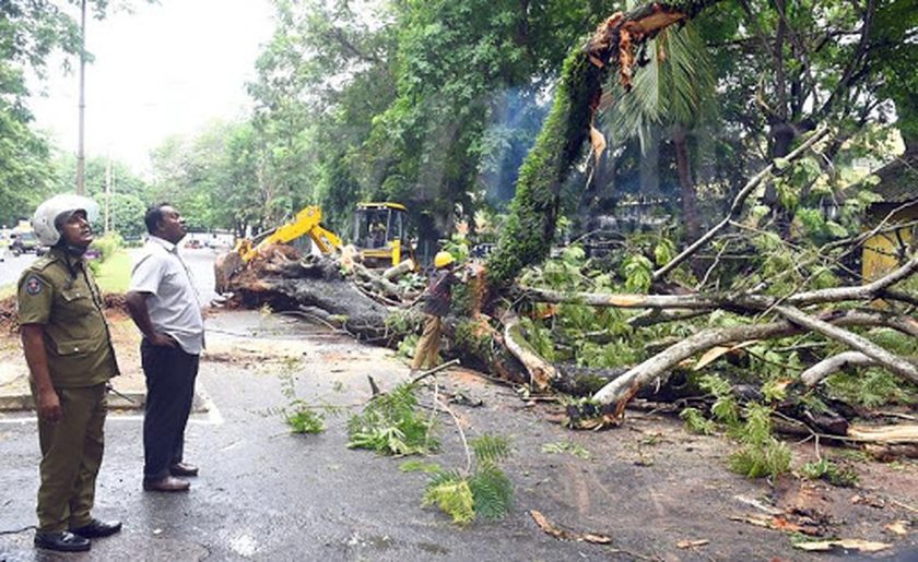 අවදානම් සහිත ගස් පිහිටා ඇති ඉඩම්වල හිමිකරුවන් සඳහා නීතිමය නිවේදන නිකුත් කෙරේ