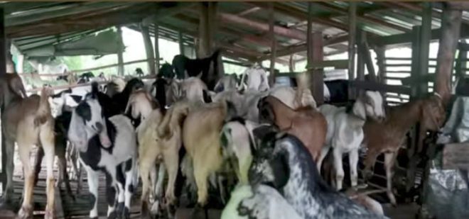 එළු පට්ටිය