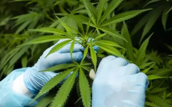 Investment Opportunities for Export of Hemp-Based Medicinal Products