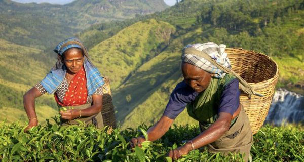 plantation workers