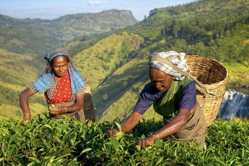 ඉහල නැංවූ වතු සේවක වැටුප් ලබා දීම ඇරඹේ