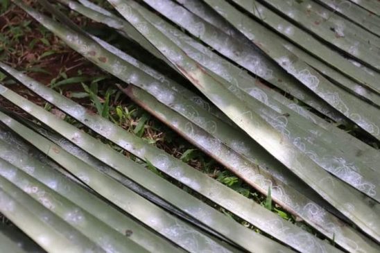 Coconut cultivation in Sri Lanka