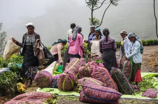 1700 plantation labor salary
