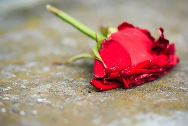 අවාසනාවට රෝස මලත් පරවේ – අජිත් පැරකුම් ජයසිංහ