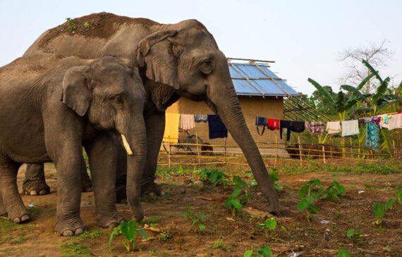 අලි-මිනිස් ගැටුම