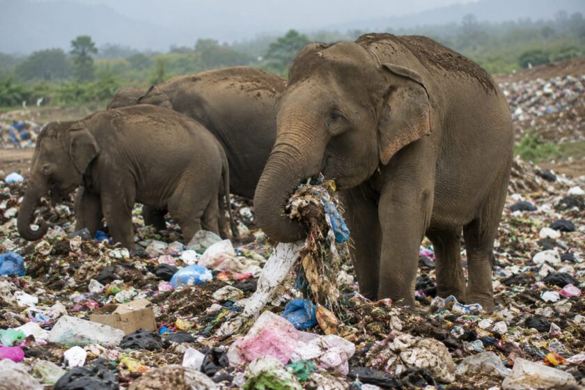 කුණු රසට ඇබ්බැහි වූ වන අලින්ගෙන් ගම්වාසීන්ට හිරිහැර; පාලකයින් මර නින්දේ!